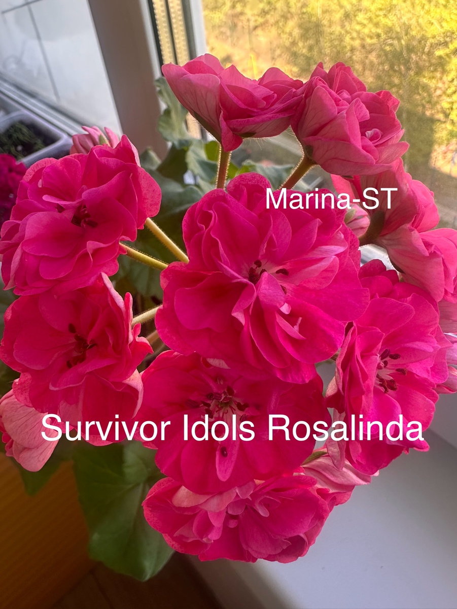 Моя Розалинда 😍