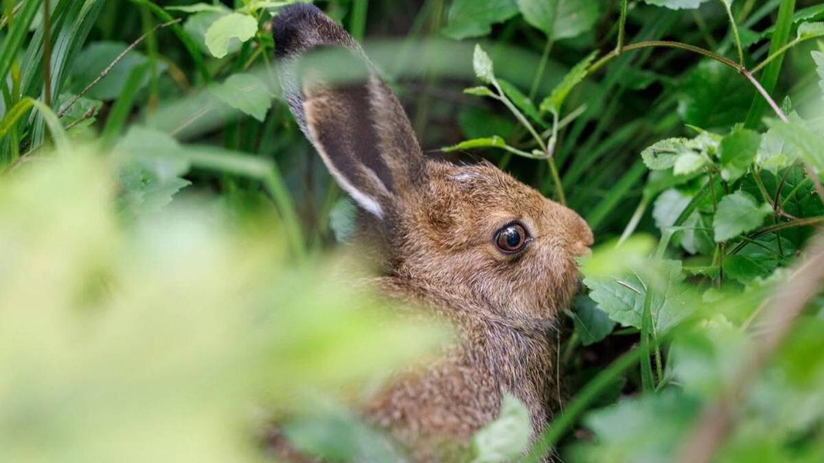    Фото: Пресс-служба Департамента природопользования и охраны окружающей среды города Москвы
