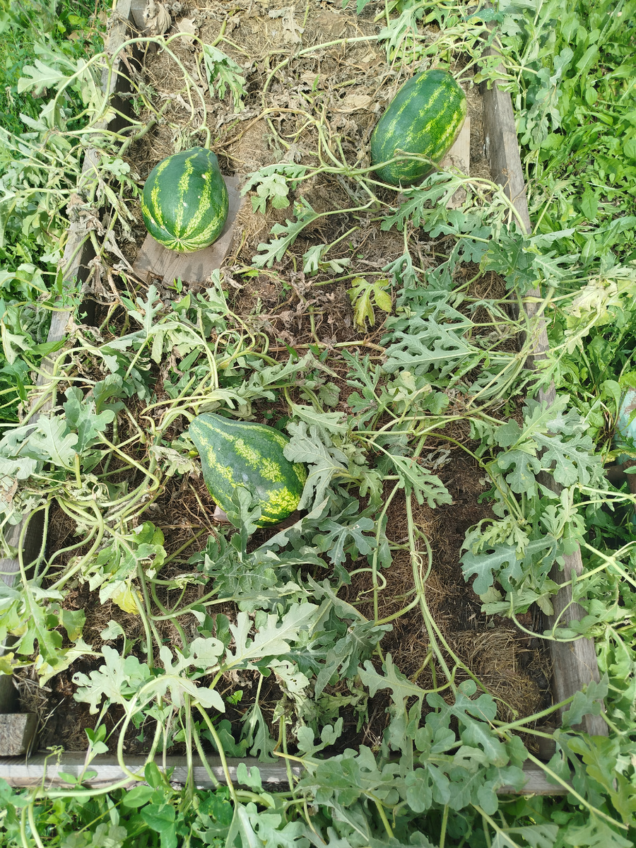 Подложила под них дощечки