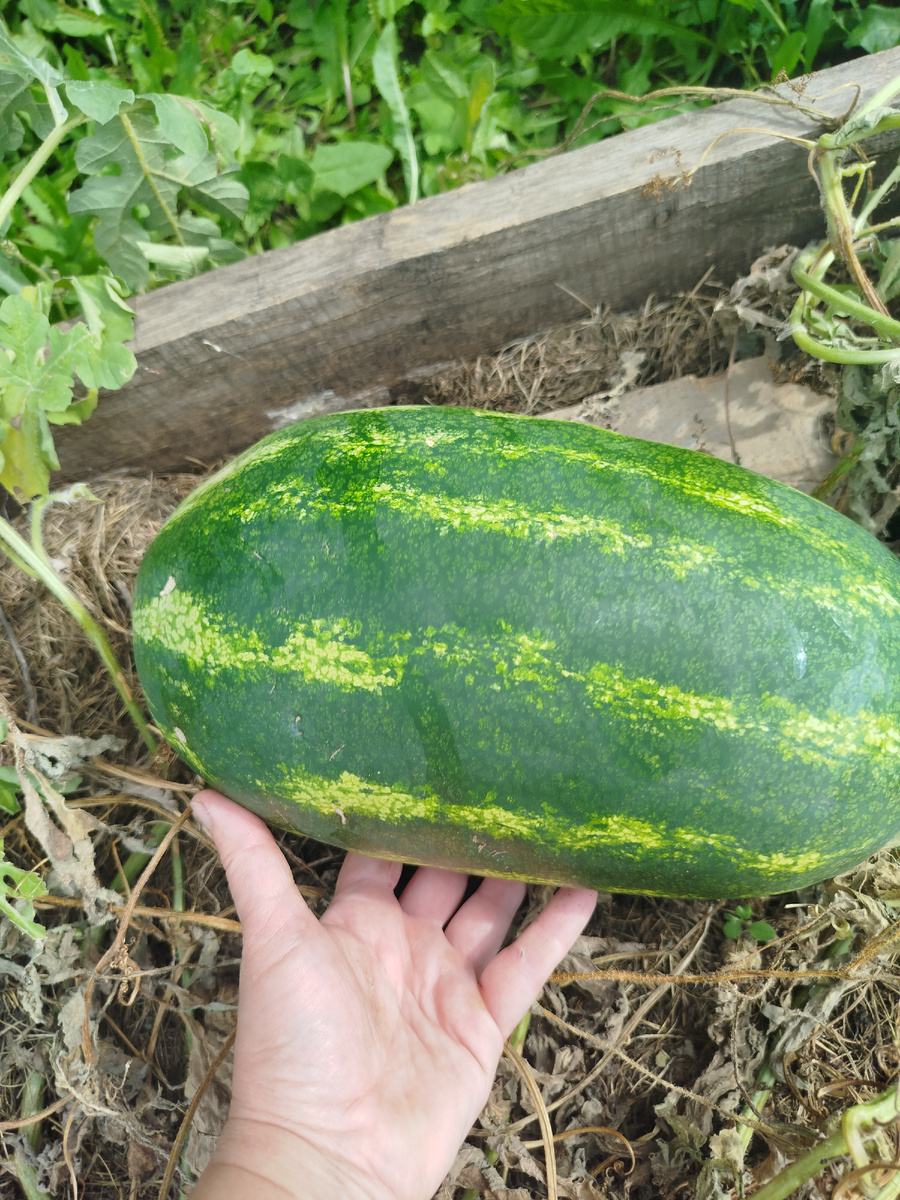 Маленький Бочка Меда