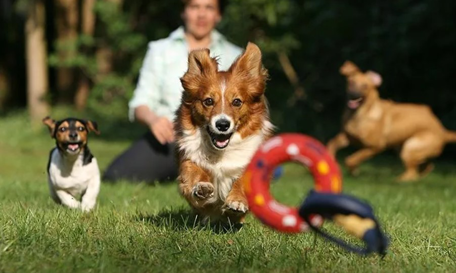 Игра для ума: 12 домашних задач для собаки вместо часа беготни