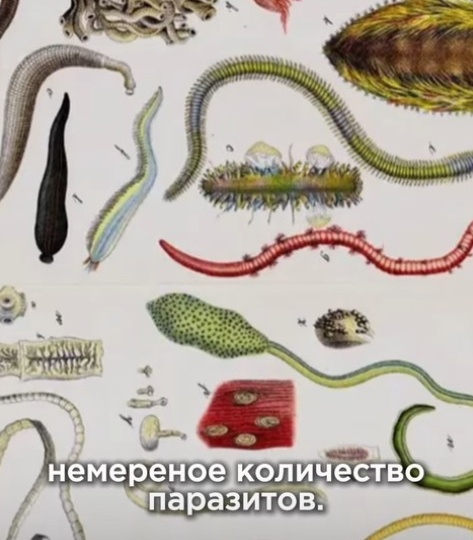 🔹 Закисленный организм – идеальная среда для паразитов