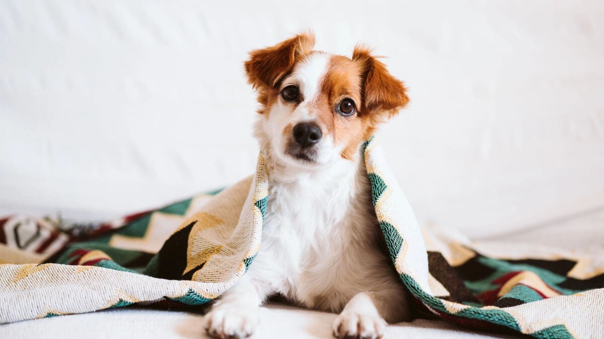    Фото: eva_blanco/Shutterstock/Fotodom