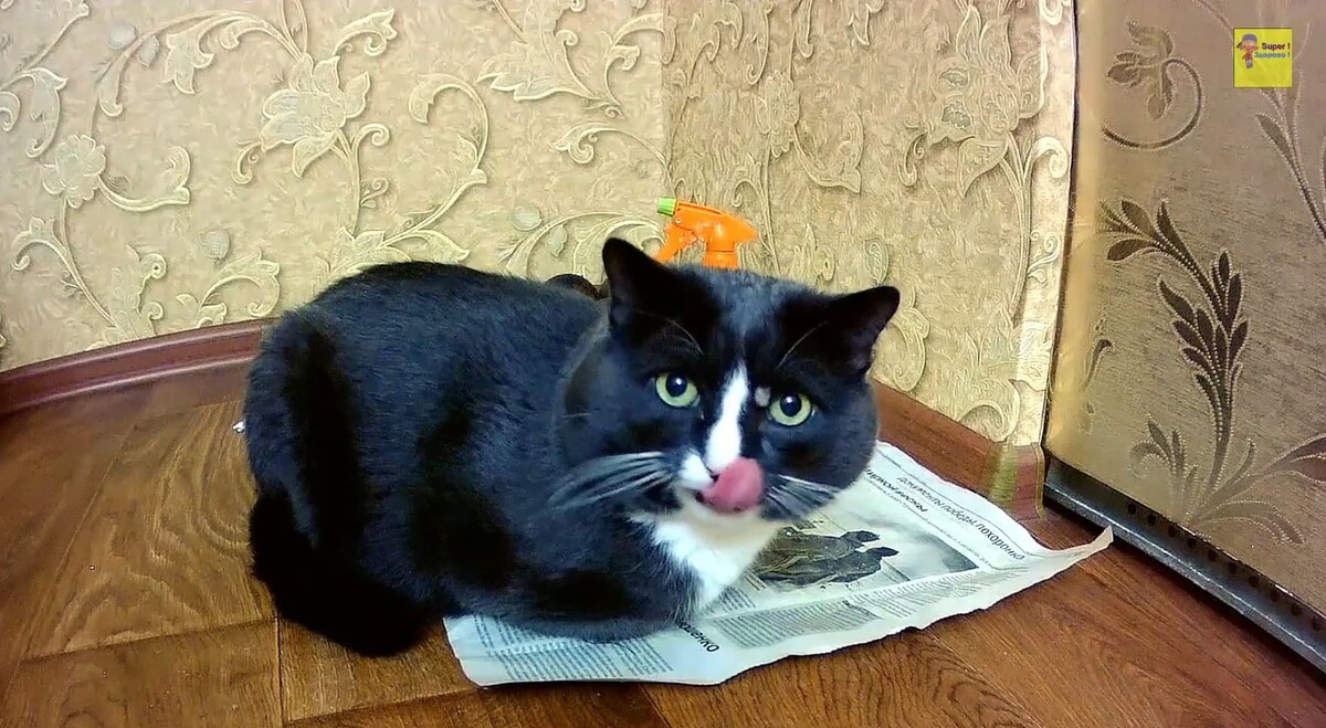 Какой длинный язык )))