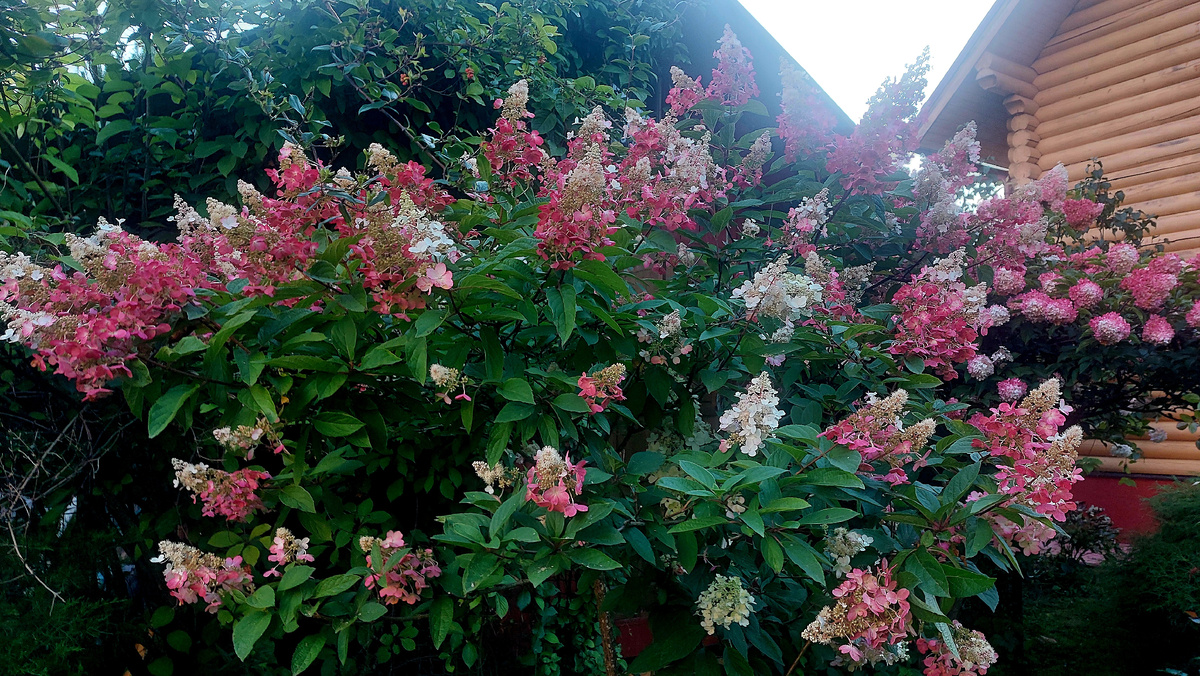Гортензии украшают сад! 