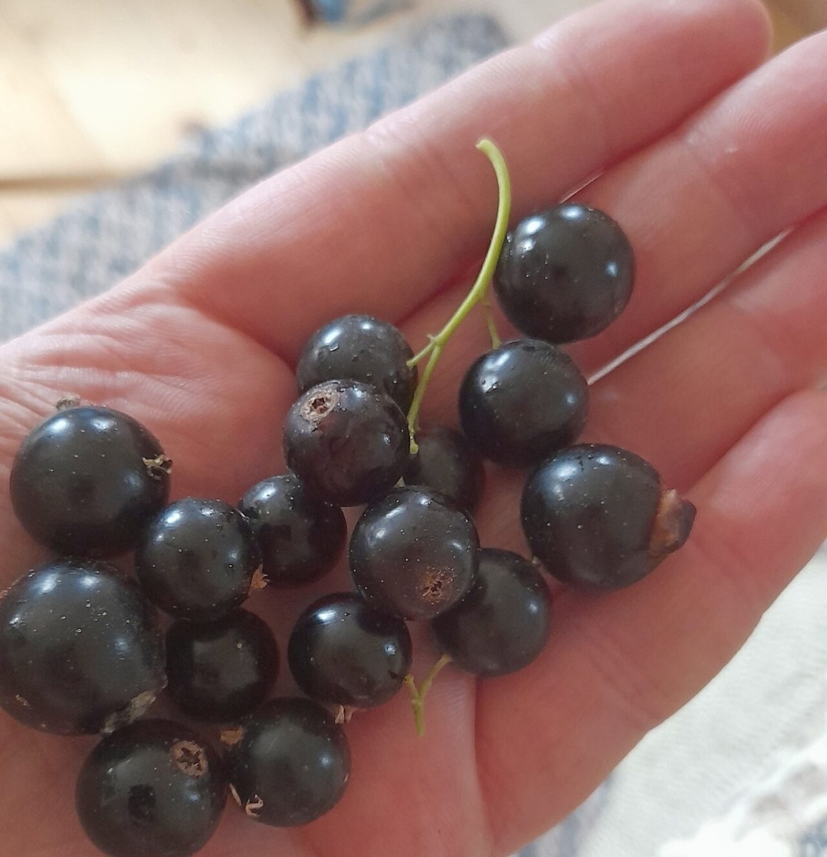    Черная смородина. Фото: "Республика"/Максим Смирнов