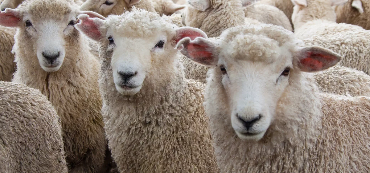 География овцеводства