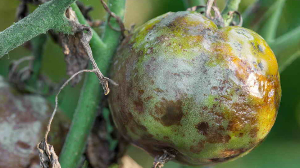 Фитофтора поражает плоды и листья за несколько дней - так выглядит потерянный урожай