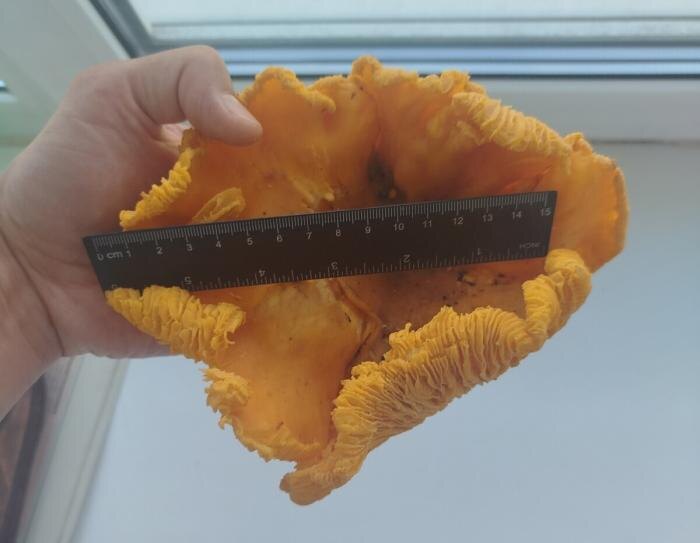     Фото: Дары лесов Урала. Грибы Екатеринбурга и области