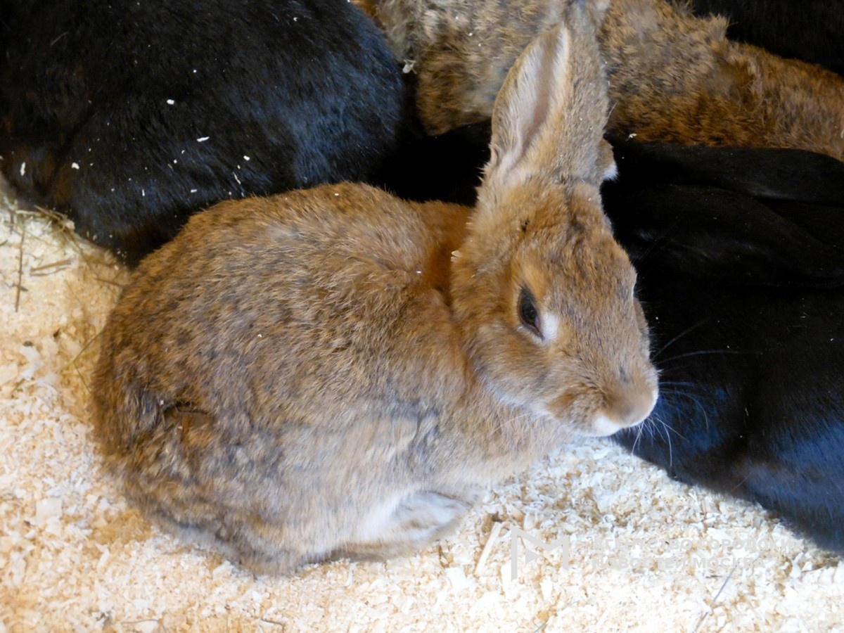 Фото: АГН Москва