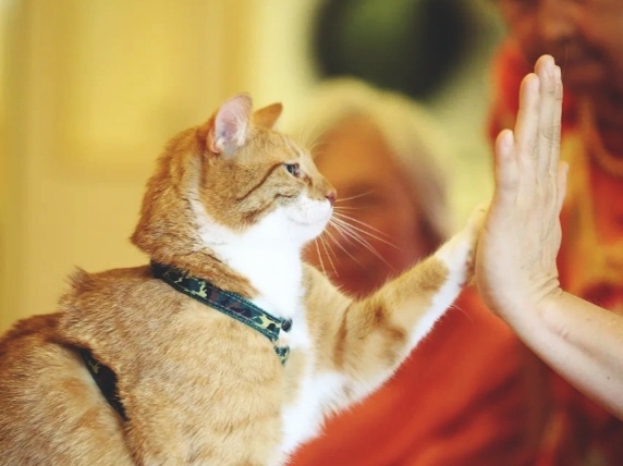 Многие приветствуют кошку неправильно. Как сказать "привет" питомцу, чтобы он в страхе не убежал от вас