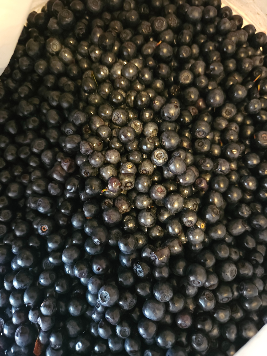 Свежедобытая черника