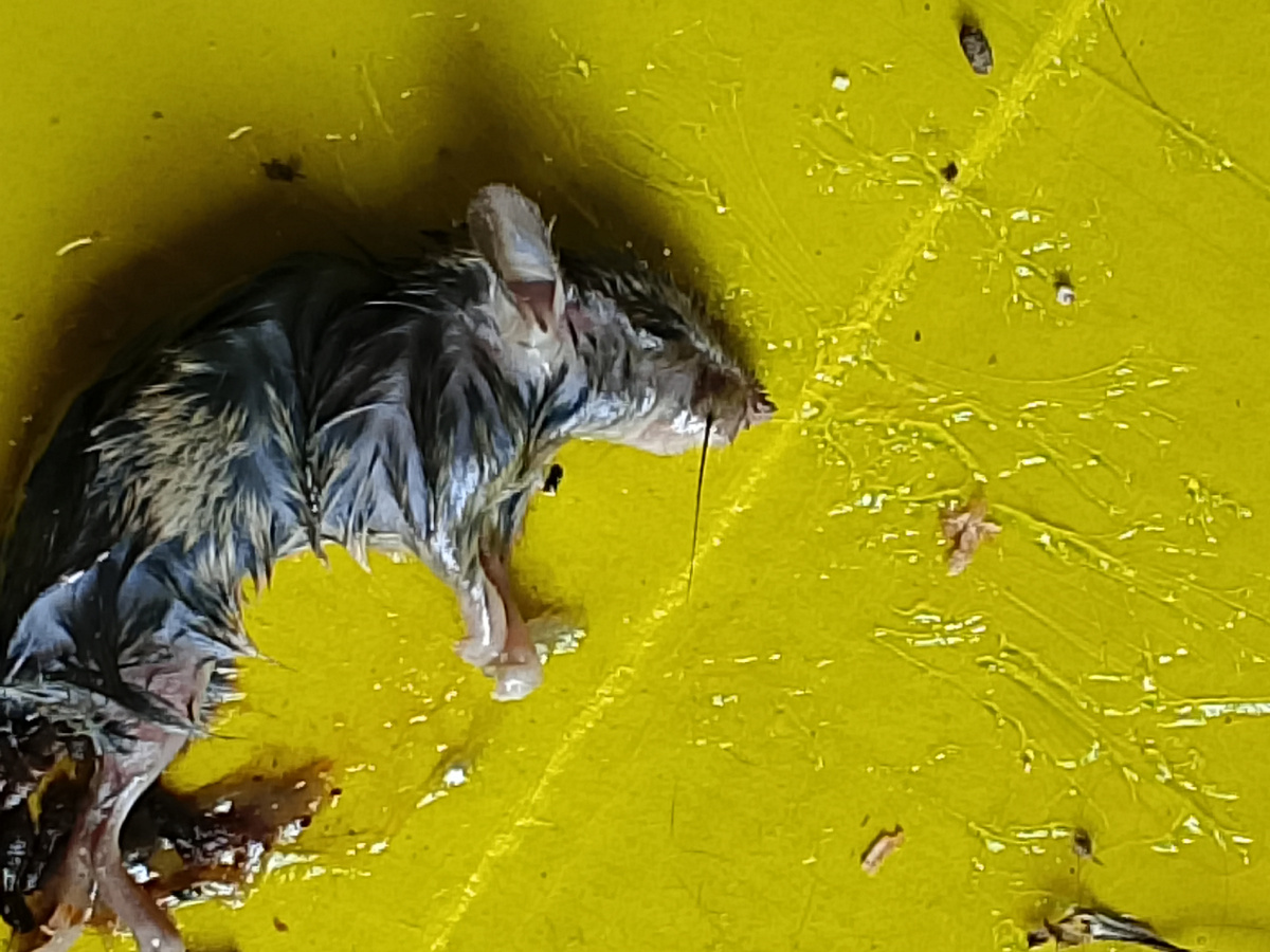 Очередная жертва, четвертая! Одной, кстати удалось отлежаться и сбежать !  Я ловушку нашла далеко от того места, где поставила...