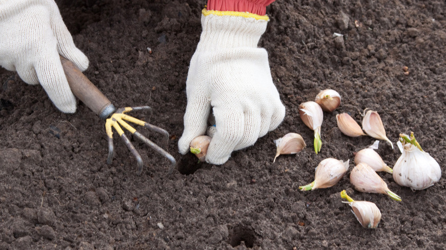 Посадка чеснока