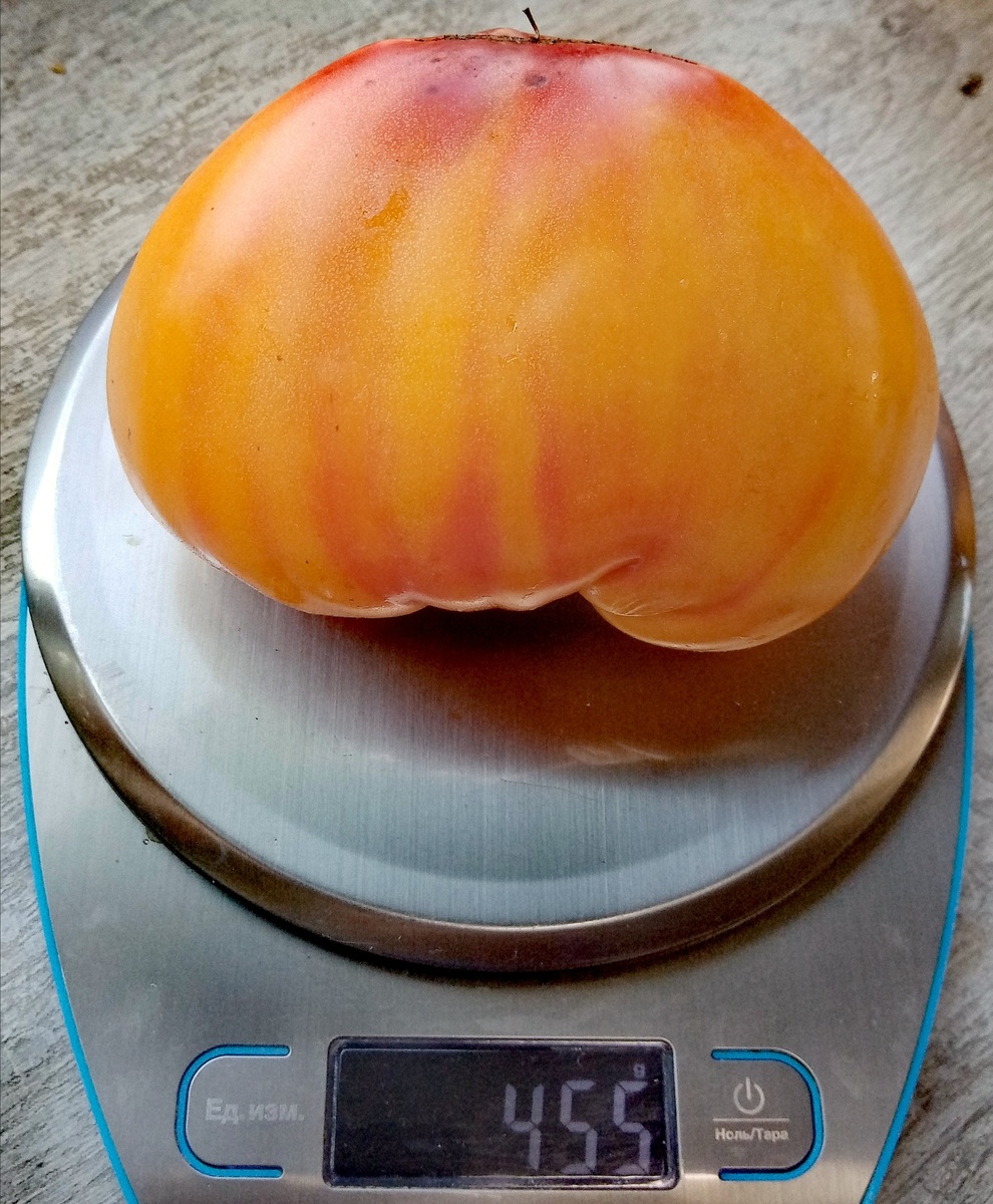 Фото автора от 24.08.2025г. Вес плода 455 граммов.