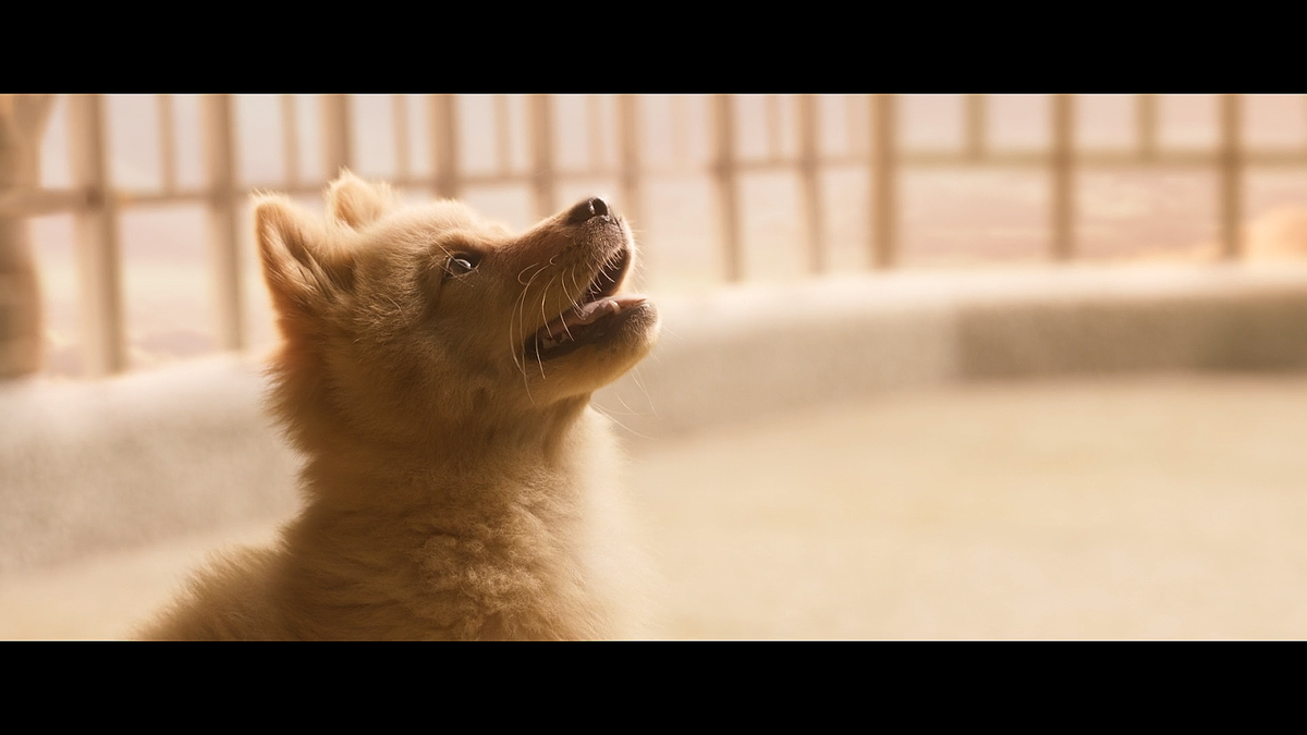 Кадр из фильма Мой Хатико (2023)