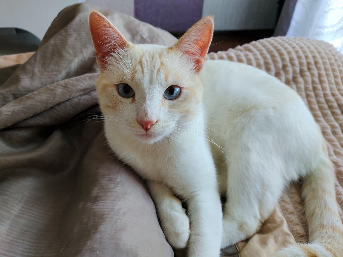 Этот кот точно знает, что всем котам и кошкам не место на улице