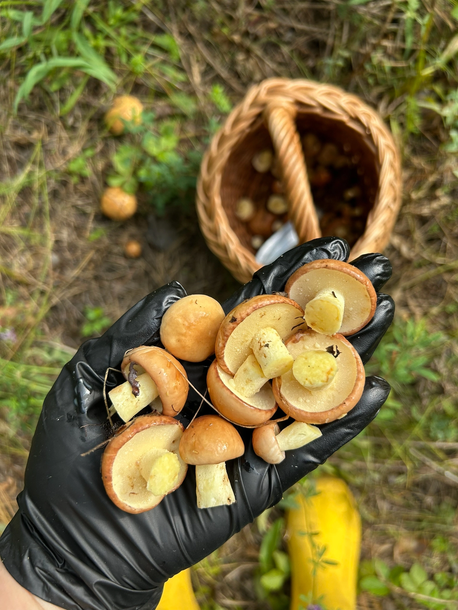 Собирали грибы 