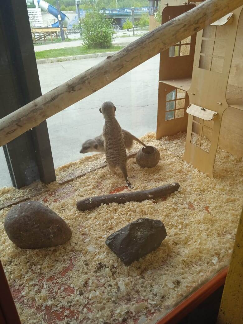 Сурикаты смотрят в окно. 