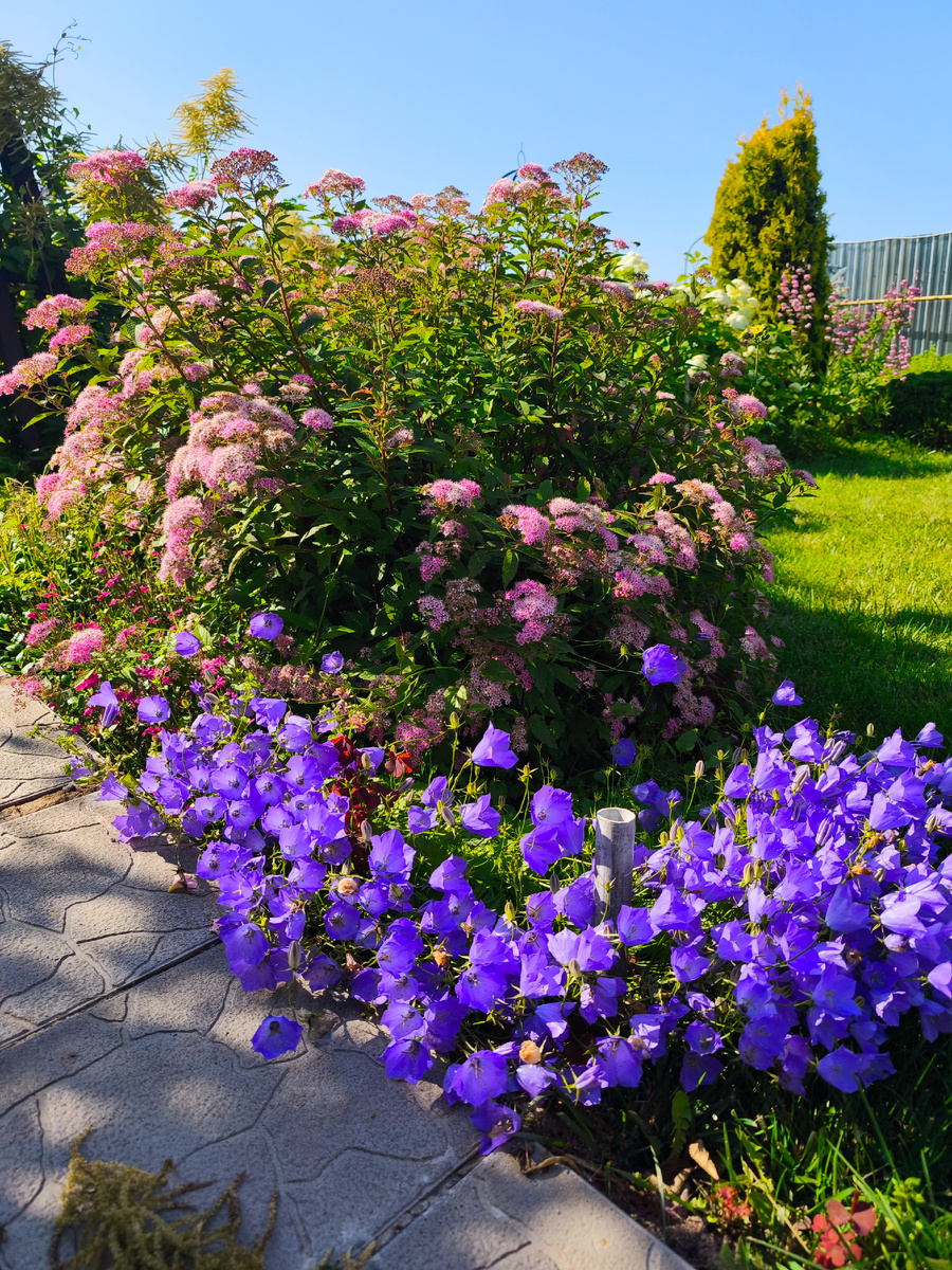 Колокольчик Карпатский