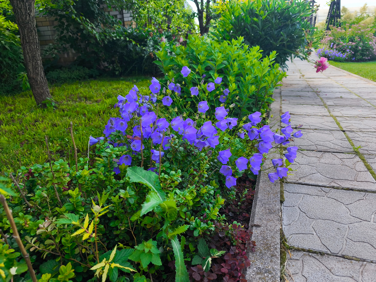 Колокольчик Карпатский