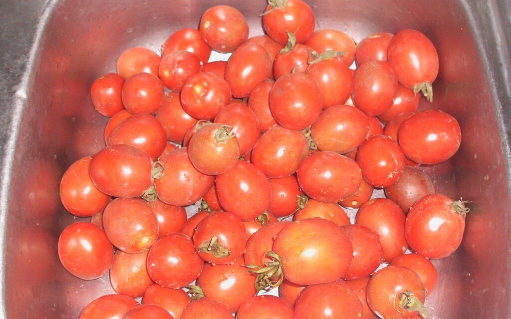 Помидоры в кухонной мойке. Фото автора канала Житейская проза