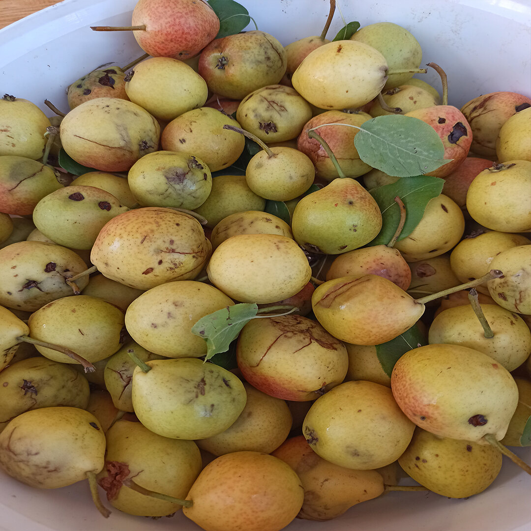 Дикие лесные груши для самогона