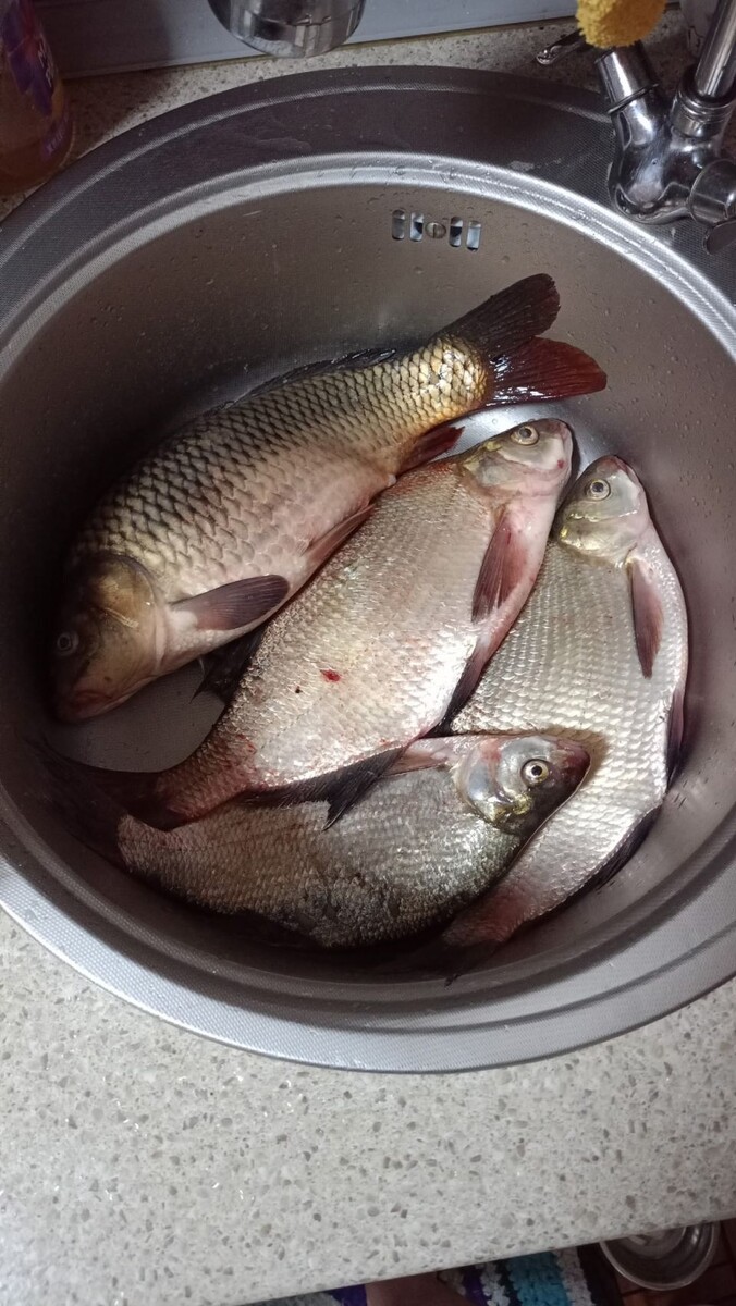    Рыбалка в Алтайском крае. Источник: Алтайское Рыболовное Сообщество / Vk.com