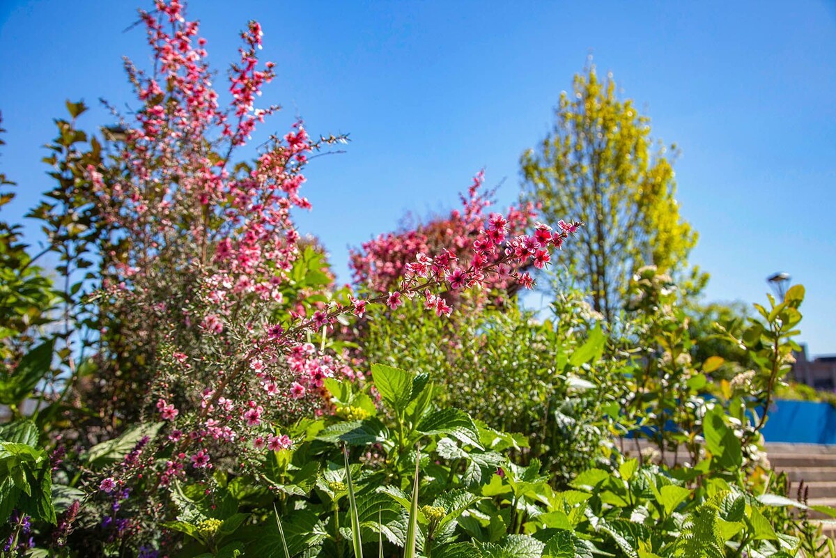    Бизнес поддержал городскую инициативу фестиваля «Сады и цветы»