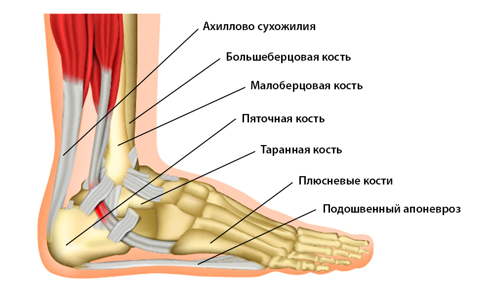Анатомия стопы