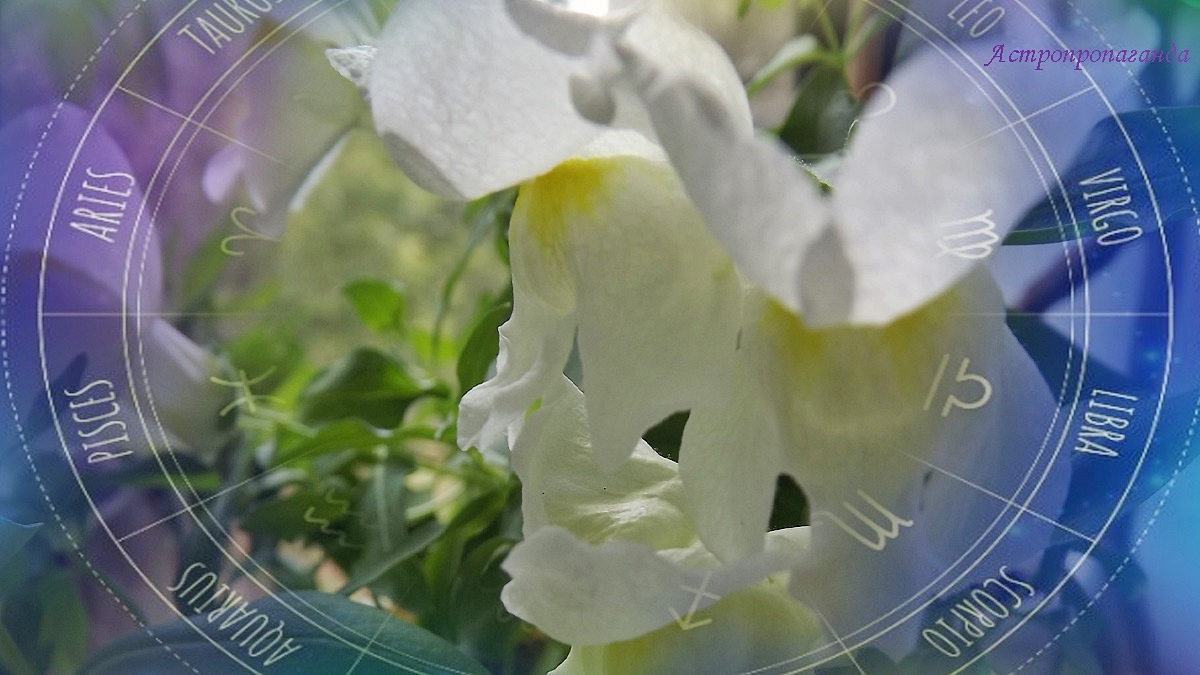 Гороскоп с 25 по 31 августа 2025: Венера главенствует, но Уран несет неожиданности | Недельный гороскоп