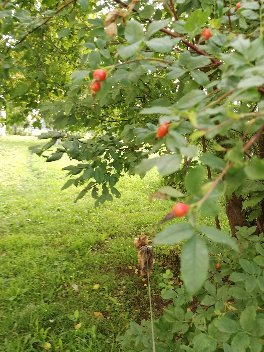 листья опадают, шиповник зреет...