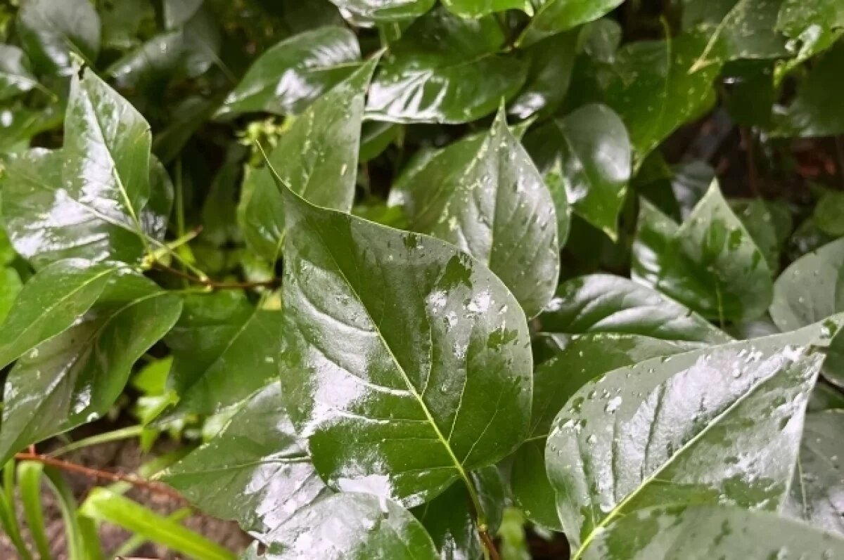    25 августа в Туле прогнозируют малооблачную погоду и небольшой дождь