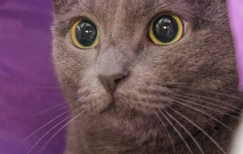 Кошечка, которая очень боится. Найдется ли дом для нее?