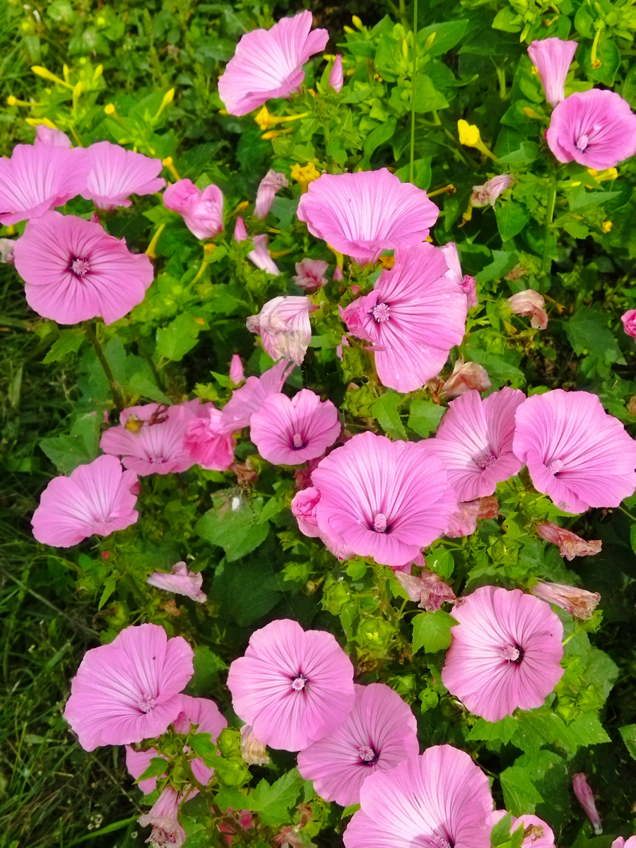 Фото автора. Цветы в саду у сестры