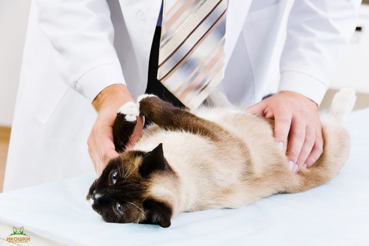 Кошка у ветеринара 