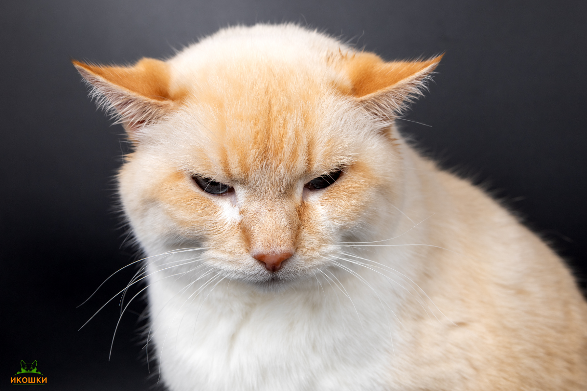 Парапротеинемия у кошек