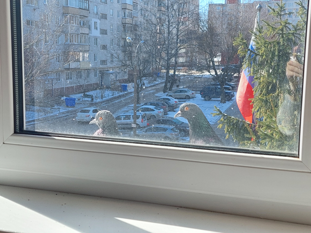 Наглые голуби