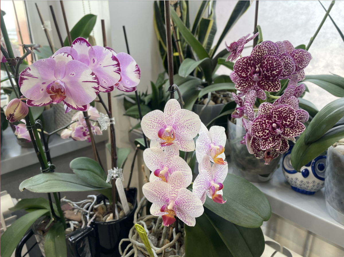 Мои домашние орхидеи, летнее цветение. Орхидеи С Еленой Кузнецовой