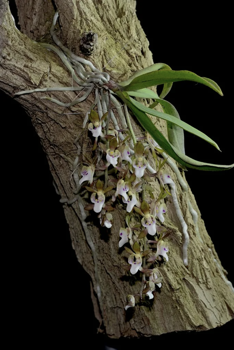 Фото из инета. Орхидея - это эпифит, но НЕ паразит. Орхидеи С Еленой Кузнецовой