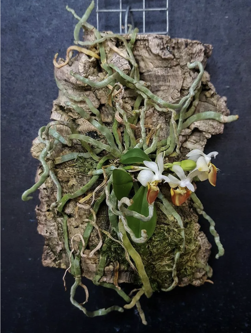 Фото из инета. Орхидея - это эпифит, но НЕ паразит. Орхидеи С Еленой Кузнецовой