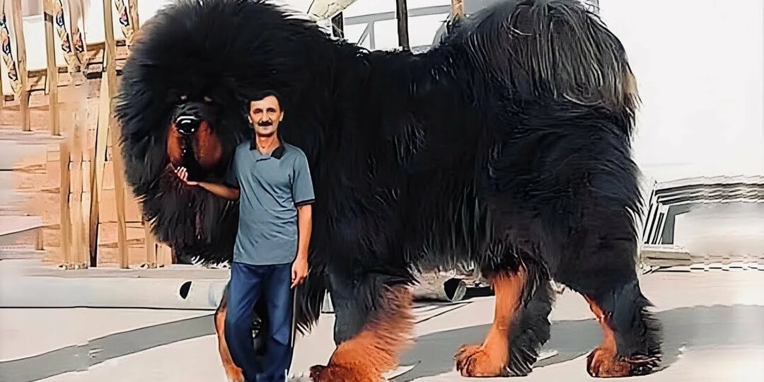 Страж тишины