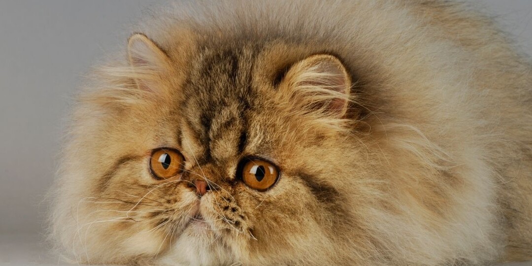 Цена «кукольной мордочки»: что скрывает за собой брахицефальный синдром у кошек?