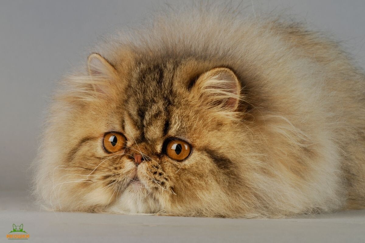 Персидский кот 