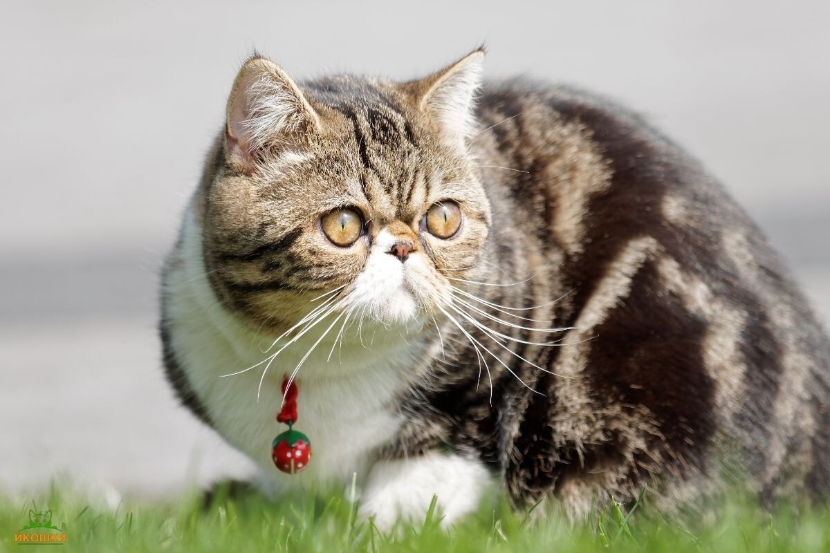 Экзотическая короткошёрстная кошка 
