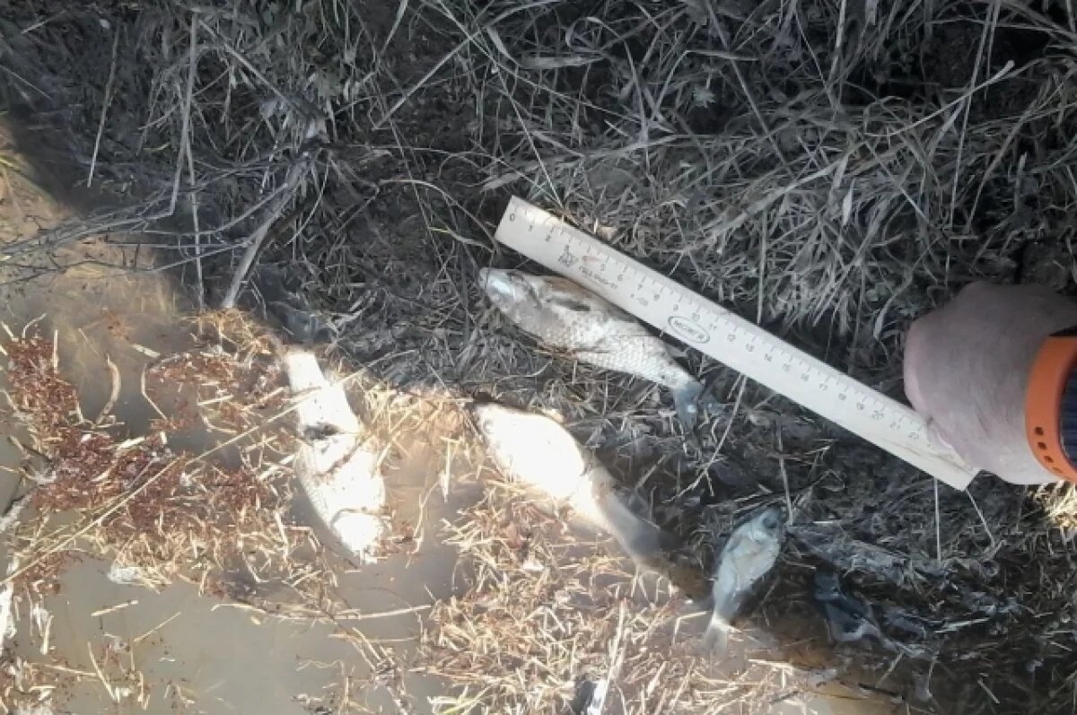    Прокуратура проверяет, почему в реке во Владимирской области погибла рыба