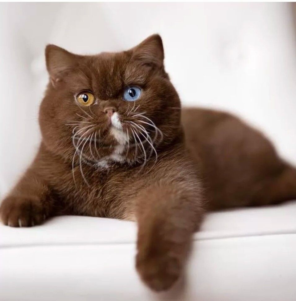 Почему британские кошки популярны в России - статистика и основные причины