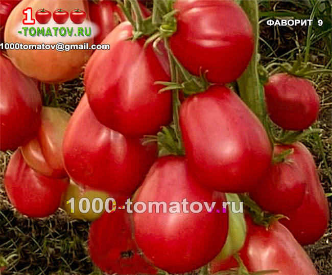 ТОМАТЫ С ГАРАНТИРОВАННЫМ УРОЖАЕМ В ЛЮБОЕ ЛЕТО ч 14
