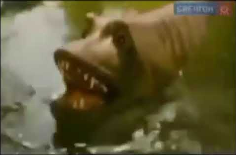 Щука-Клюка(?). Из, если что, не менее таинственных и ныне утерянных "Секретов Лунтика". Но, возможно фейк