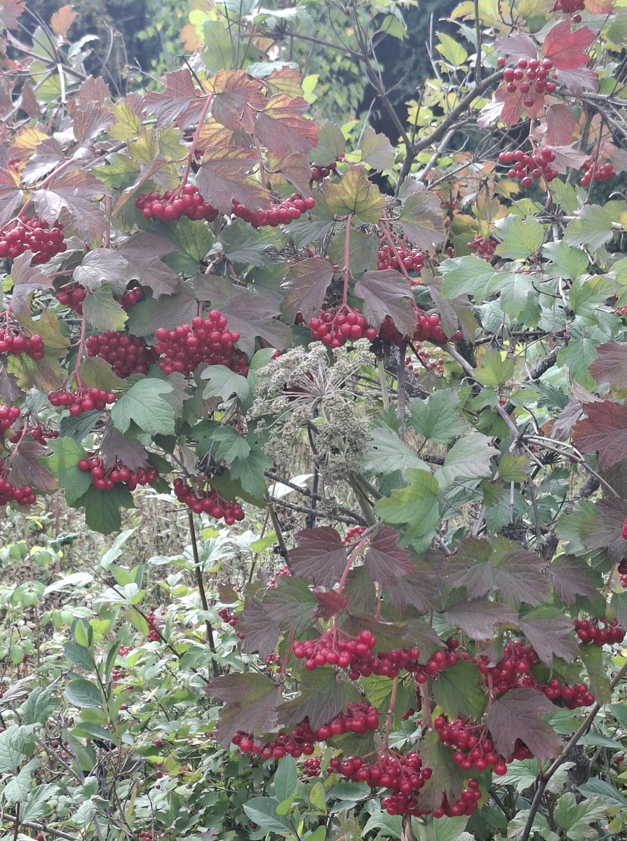Калина в саду у соседа. Ветки склоняются до самой земли.